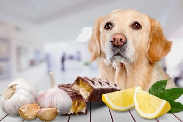 alimentos dañinos para perros