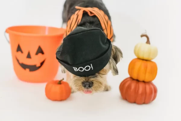 Disfraz para perro casero