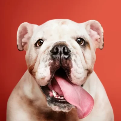 Razas de perros mundialistas