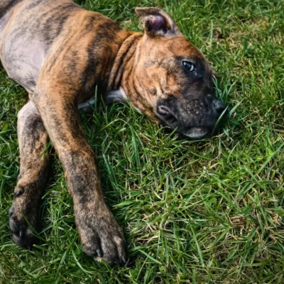 Fila brasileño