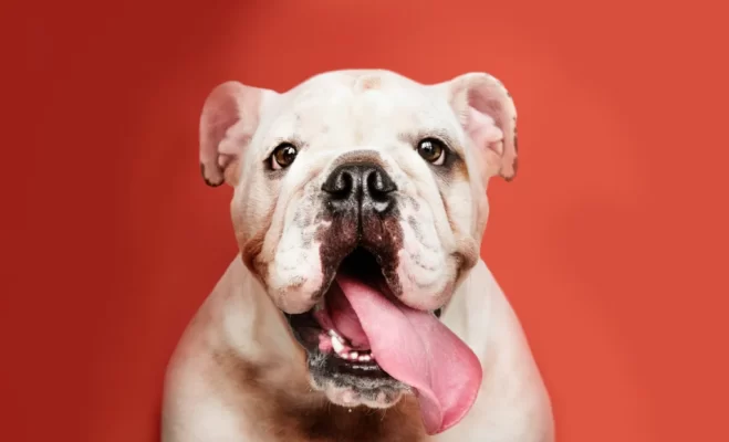 Raza de perros mundialistas