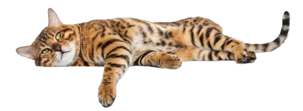 Beneficios de la dieta barf para gatos