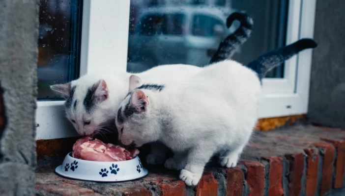 Dieta barf para gatos