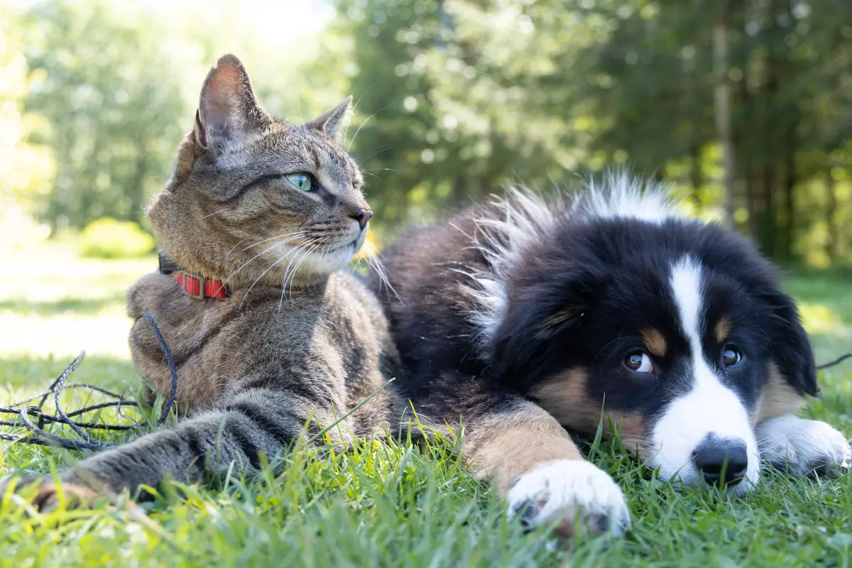 Convivencia de perros y gatos