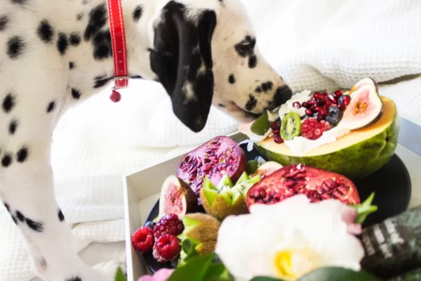 Qué frutas puede comer mi perro