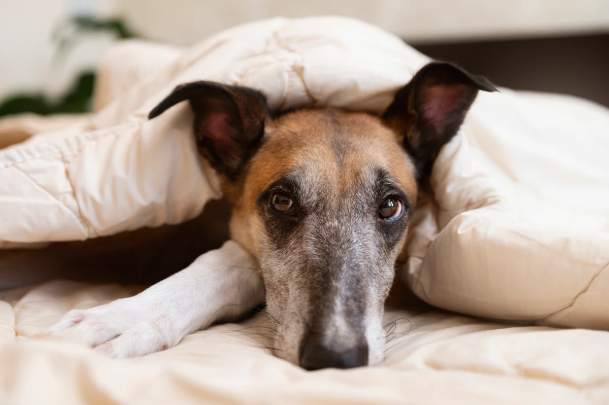 Consejos para que mi mascota no se asuste con la pólvora