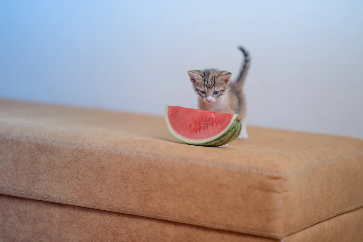 qué frutas pueden comer los gatos