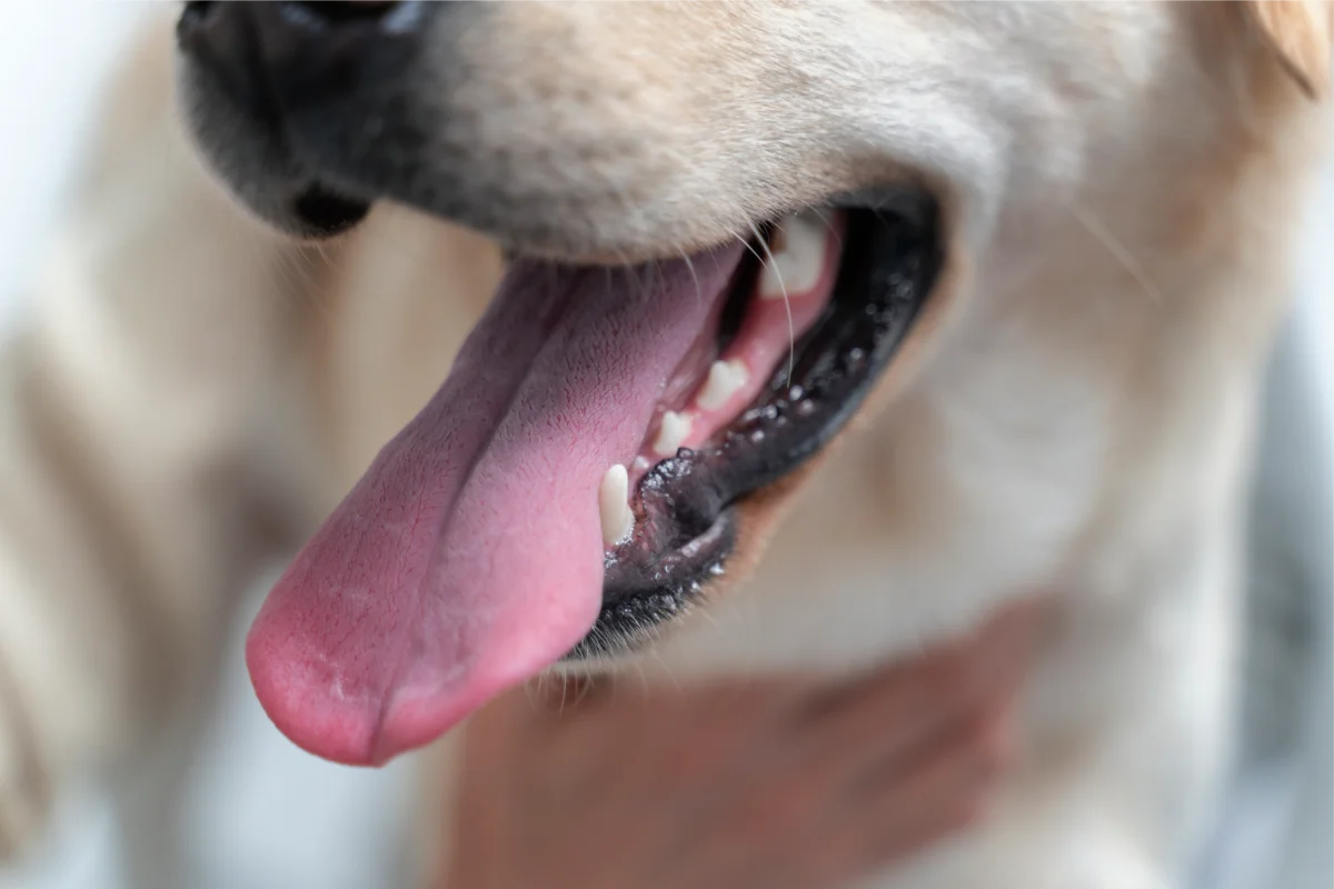 golpe de calor en perros